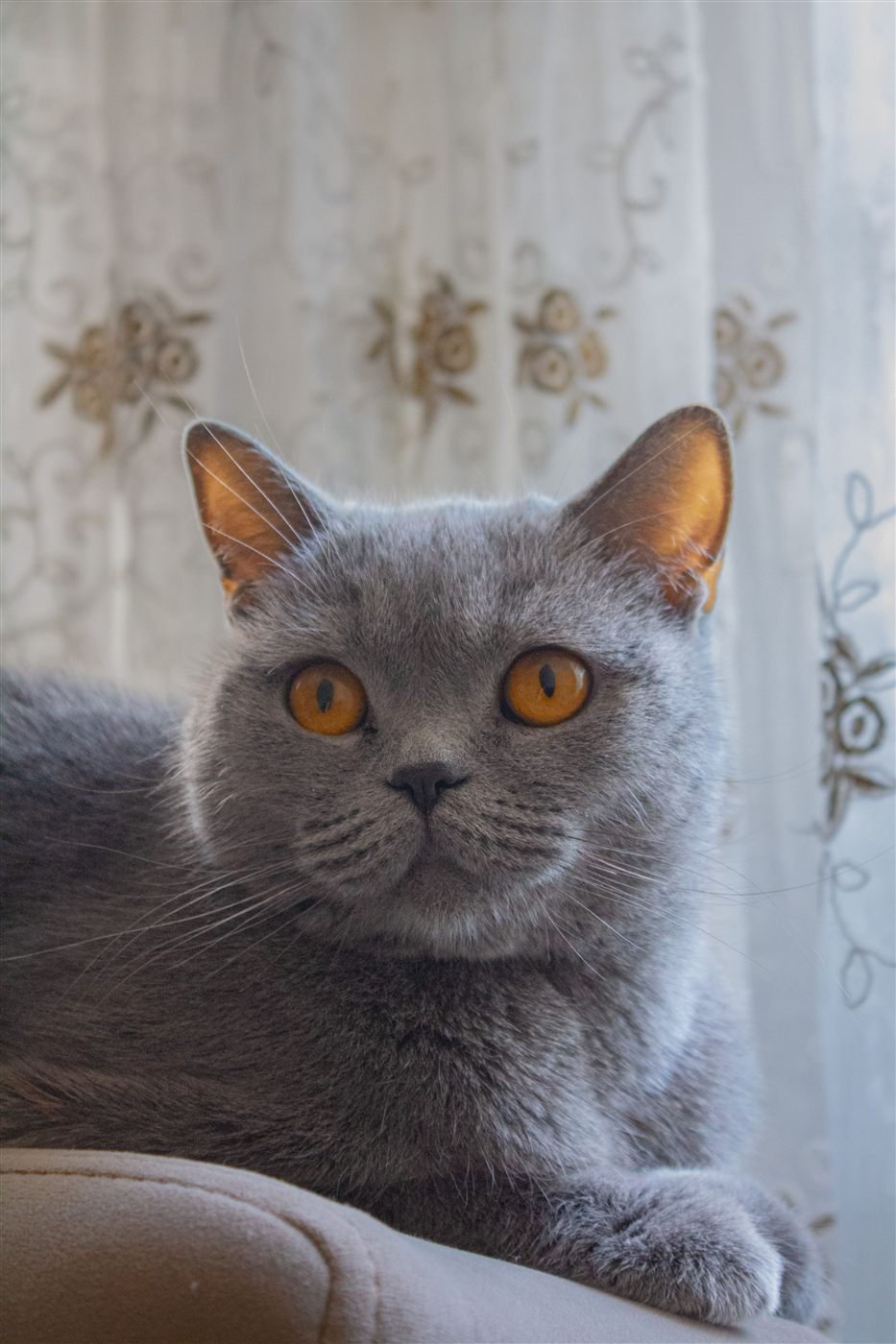 Gato