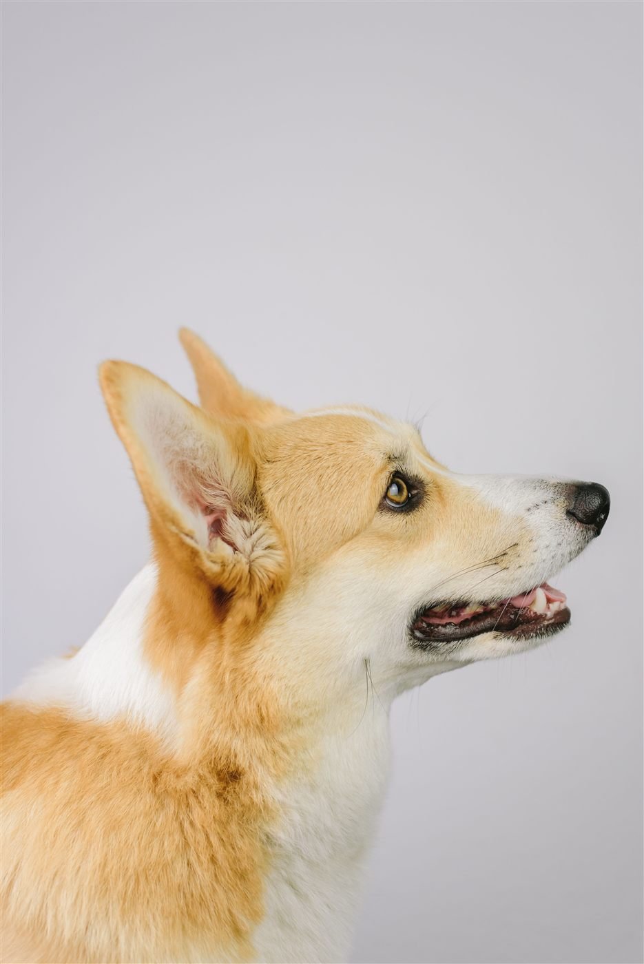 Perro